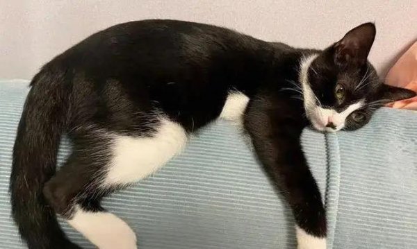 有富策略 奶牛猫拆家无敌手，黏人却让人心动，你养过吗？