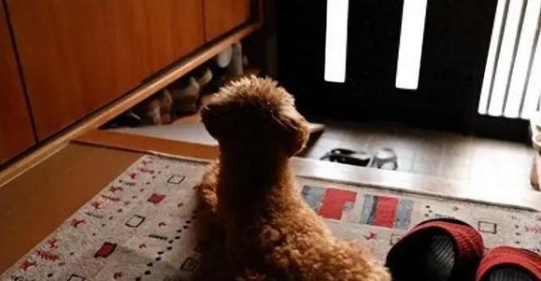 明利配资端 爱犬淘气时我本想大声训它，用温和方式纠正后，它反而更黏人了？